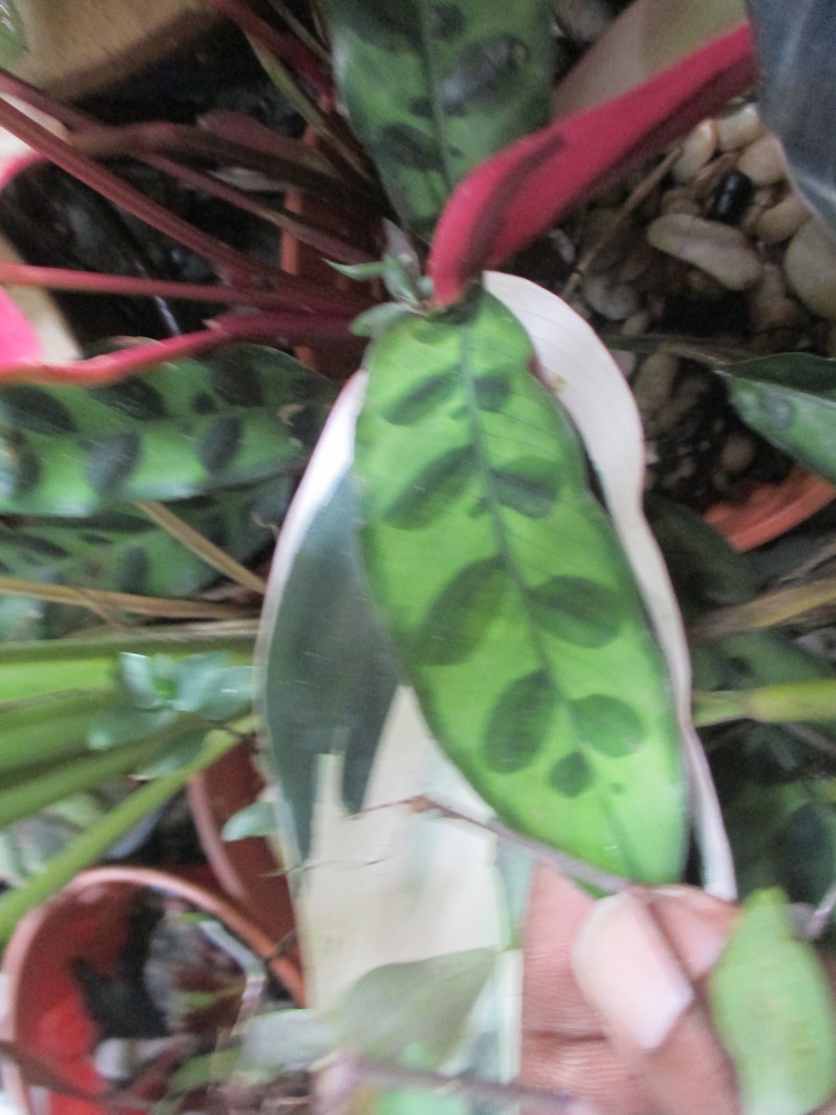 Garden Chronicles: Calathea Species