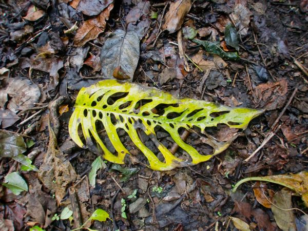 fallenleaf fallenleaf