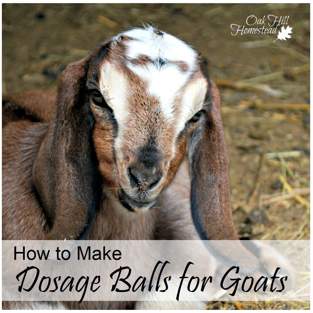 goat wormer dosage for dogs