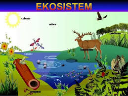 Ekosistem (Pengetian, Komponen, Interaksi, Tipe/Macam dan Contohnya)
