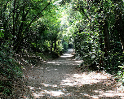 Bosques en el volcán de Santa Margarida-Gerona