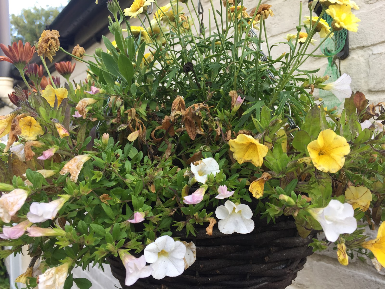 Hanging Basket Problems and Rescue