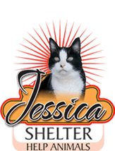 Donate to Cat shelter JESSICA in Serbia