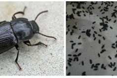 Kumbang Ulat Hongkong dan Makanannya.