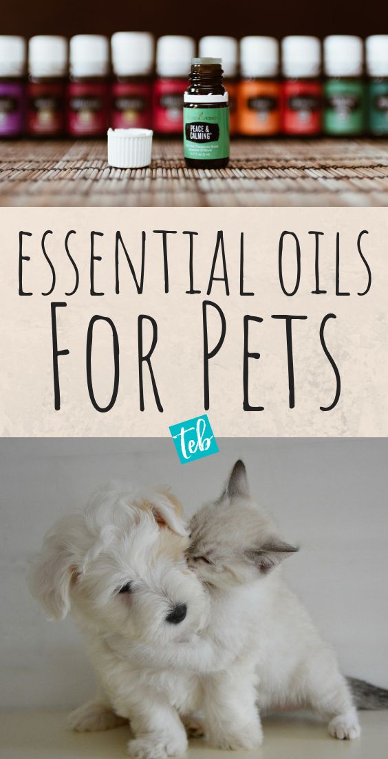 How to Use Essential Oils on Pets Like Dogs Cats Birds and more My