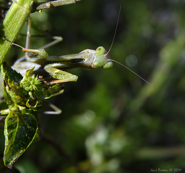 mantis religiosa, insecto, xvdigital, macro