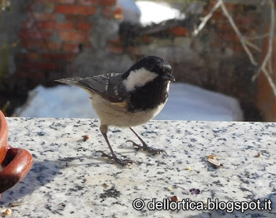 Cincia mora fare birdwatching all azienda agricola dell ortica a Savigno Valsamoggia Bologna vicino a Zocca