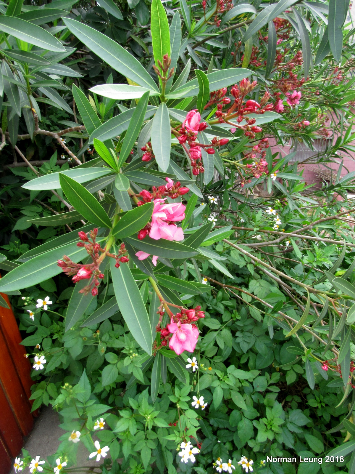 花色艷麗劇毒無比夾竹桃