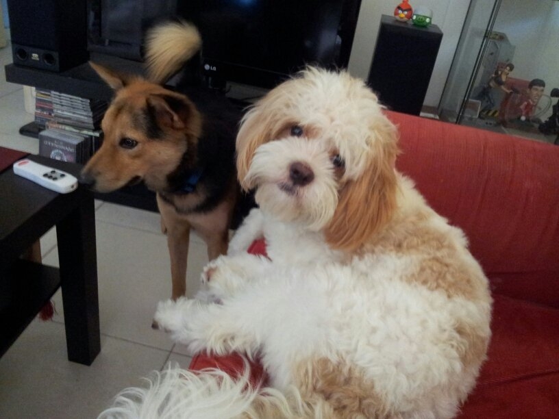 Zeus,Boss and Honey: Cocker Spaniel-Shih Tzu?