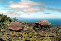 Giant Tortoises at Mangle Point, Fernandina, Galapagos