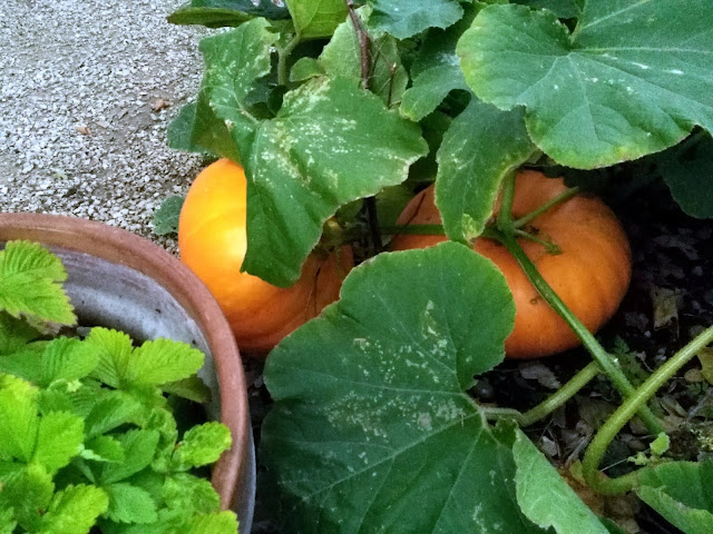 pumpkin, growing, allotment