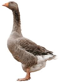 Couveuse Artisanale Frigo Comment Couver Les Åufs D Oie