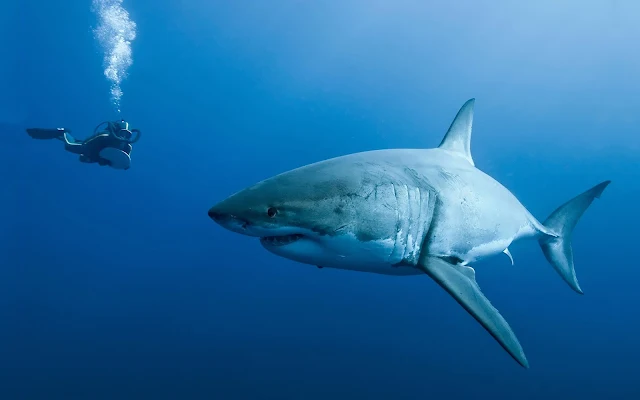 Duiker zwemt bij een gevaarlijke haai