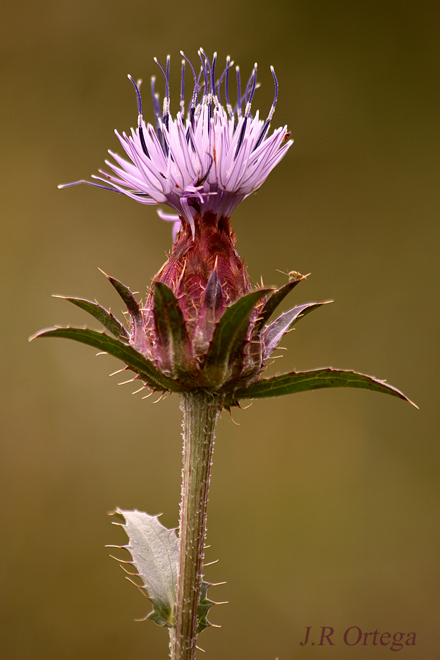 A Ras De Suelo Carduncellus Caeruleus