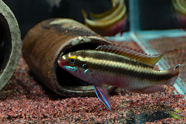 Pelvicachromis sacrimontis