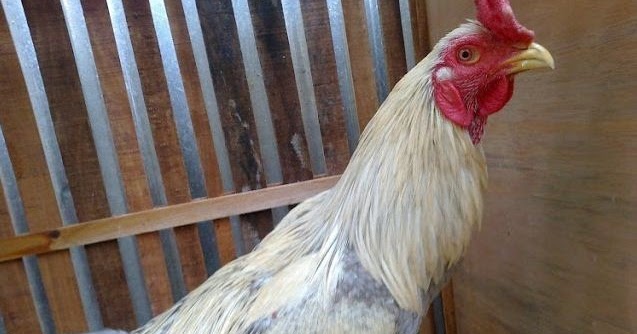 Ciri Ciri Ayam Birma Asli Bukan Keturunan