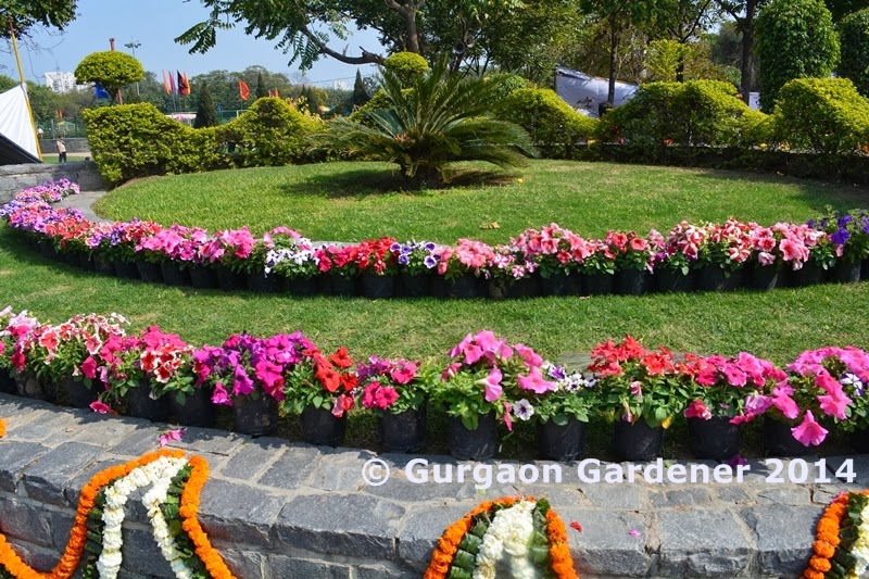 Gurgaon Gardener HUDA Annual Flower Show 2014, Gurgaon