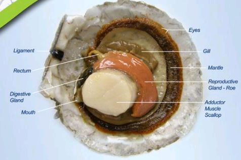 anatomy scallops proteomics research
