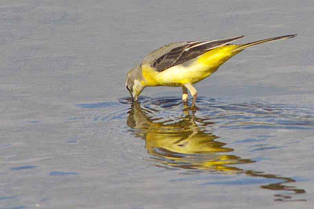 bird with beak in water
