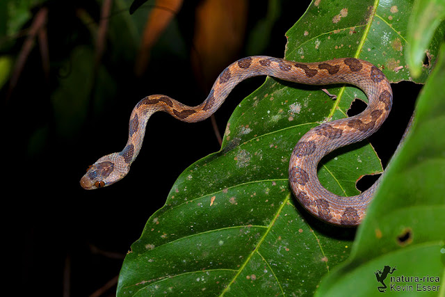 Northern Cat-eyed Snake - Leptodeira septentrionalis