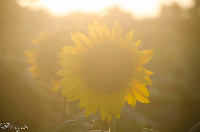 Слънчогледи-Sunflowers