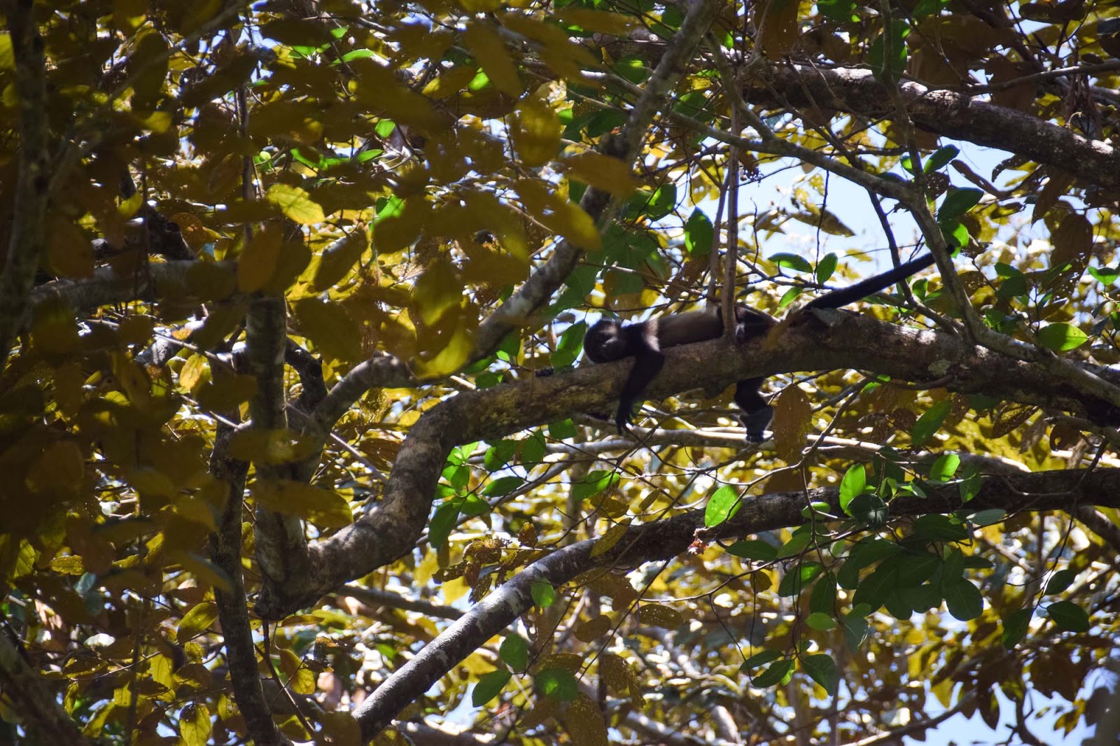 manuel antonio national park