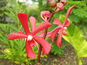 Aranthera at Orchid World Barbados by garden muses-not another Toronto gardening blog