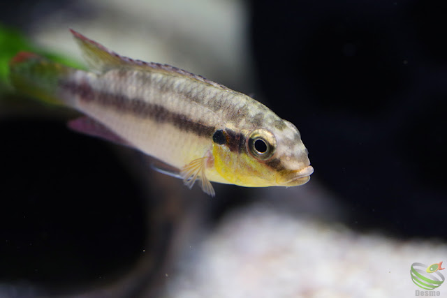 Pelvicachromis Subocellatus "moanda"