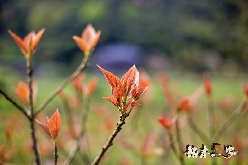 名陽匍休閒農莊|頂湖海芋步道~台北陽明山竹子湖海芋季官網封面照就是在這拍的