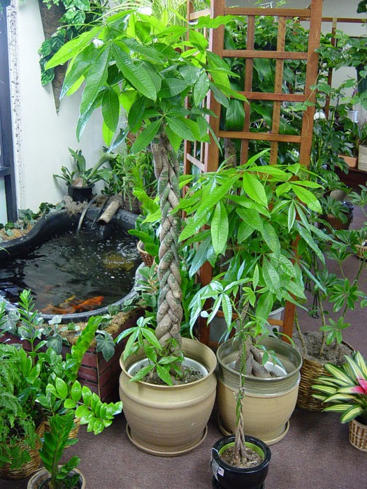 Abundancia, Amor y Plenitud : EL ARBOL DEL DINERO (FENG SHUI)