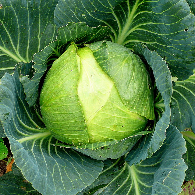 Eat Cabbage For a Month Every Day And See What Will Happen To You