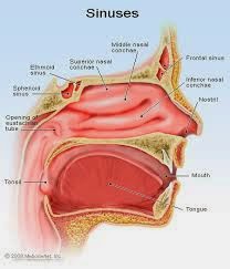 Penyakit Sinusitis Obat Penyakit Sinusitis