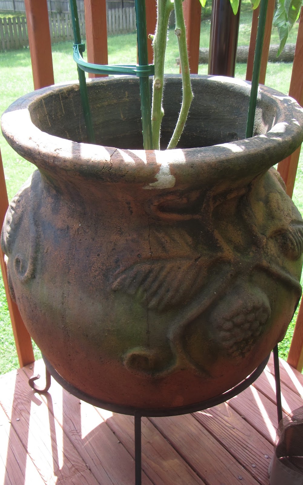 Following the Master Gardener Purple Tomato Seedlings & the Clay Pot