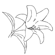 Lilies Coloring 5