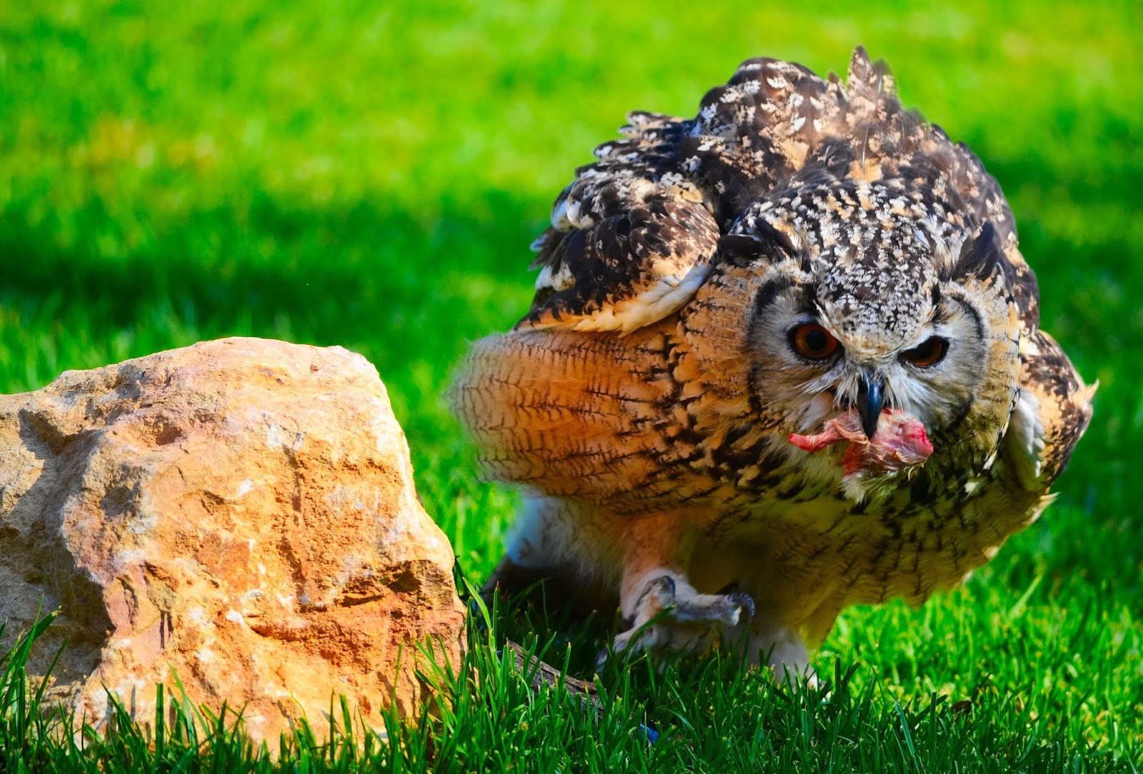 Concurso Foto Febase 2018 Amadeu Marreiros