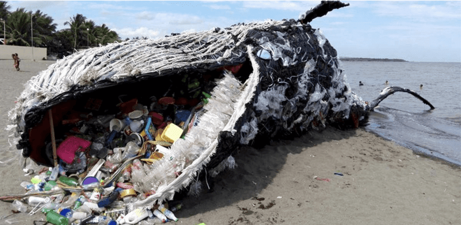 Shocking Picture Of Whale With 29kg Of Plastic In Its Stomach Alarms The World About The Huge Plastic Pollution Problem