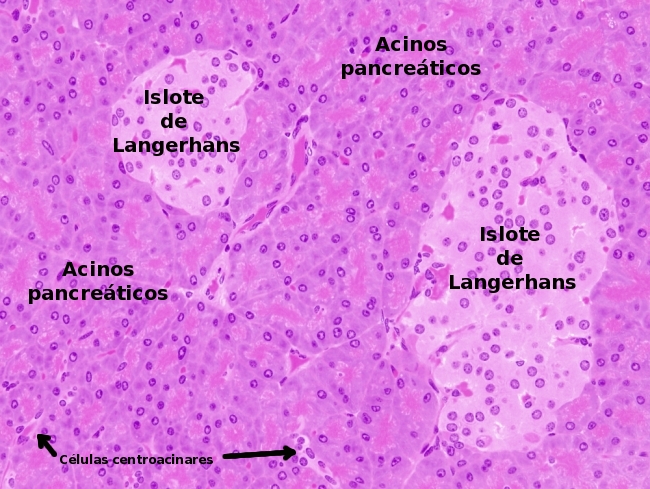 Celulas Del Pancreas