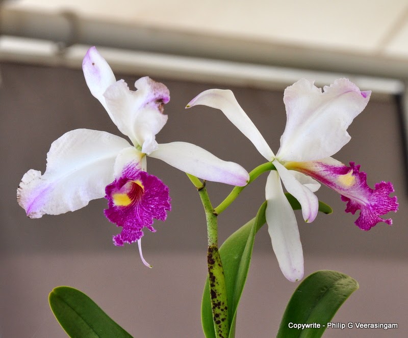 philipveerasingam Orchid plants for sale, 'Waters Edge', Colombo, Sri