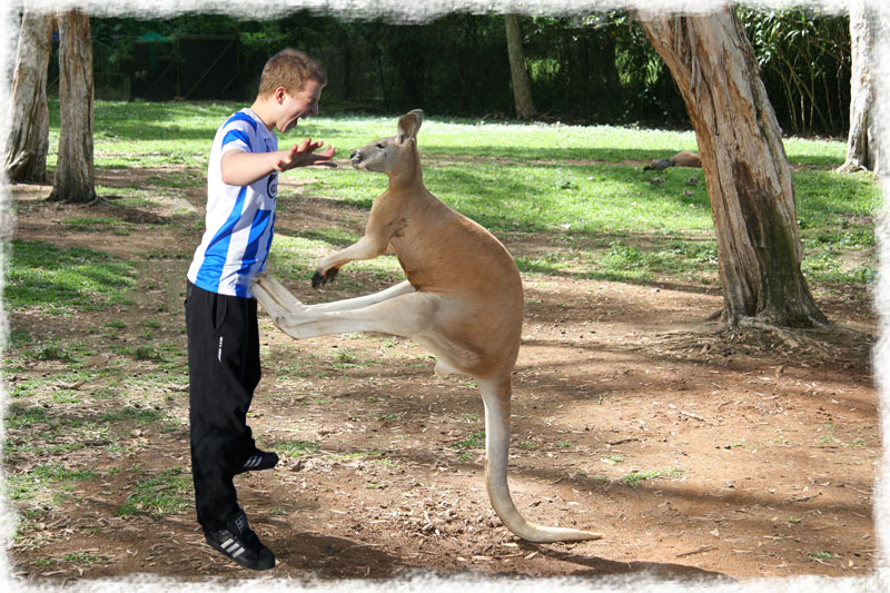 Kangaroo Kickboxing Man kangaroo-kickboxing-man