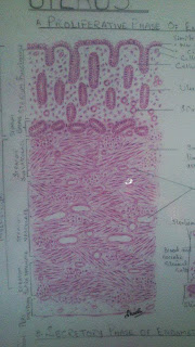 Histology Handmade Diagrams Cards for 2nd Year MBBS cervix diagram 