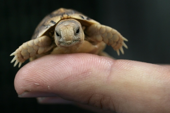 Northwest Credit Union >> 15 World's cutest endangered animals (15 pics) - Funny ... Northwest Credit Union >> 15 World's cutest endangered animals (15 pics) - Funny ...