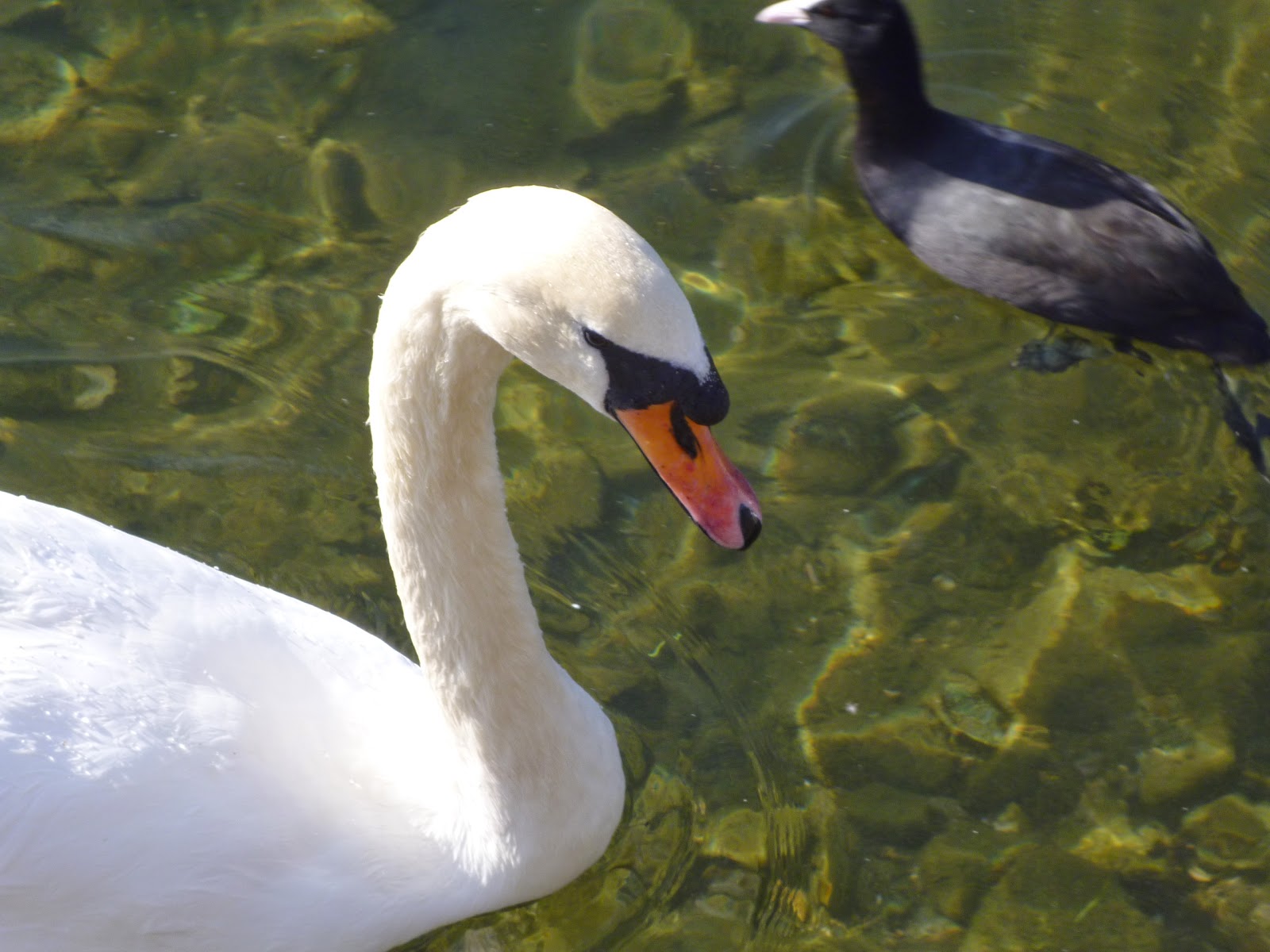 swan and coot swimming