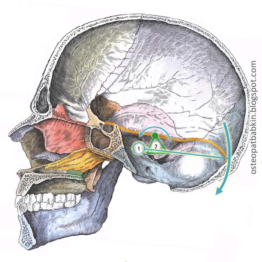 cherep sagital namet PDM ΡΡΠΎ ΡΠ°ΠΊΠΎΠ΅ ΠΏΠ°Π»Π°ΡΠΊΠ° ΠΌΠΎΠ·ΠΆΠ΅ΡΠΊΠ°