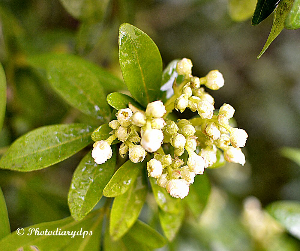 Monkton Elm News Events And Tips Blog Plant Of The Month April