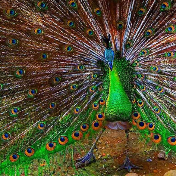 Explore Banjarnegara Taman Rekreasi Margasatwa Serulingmas Banjarnegara