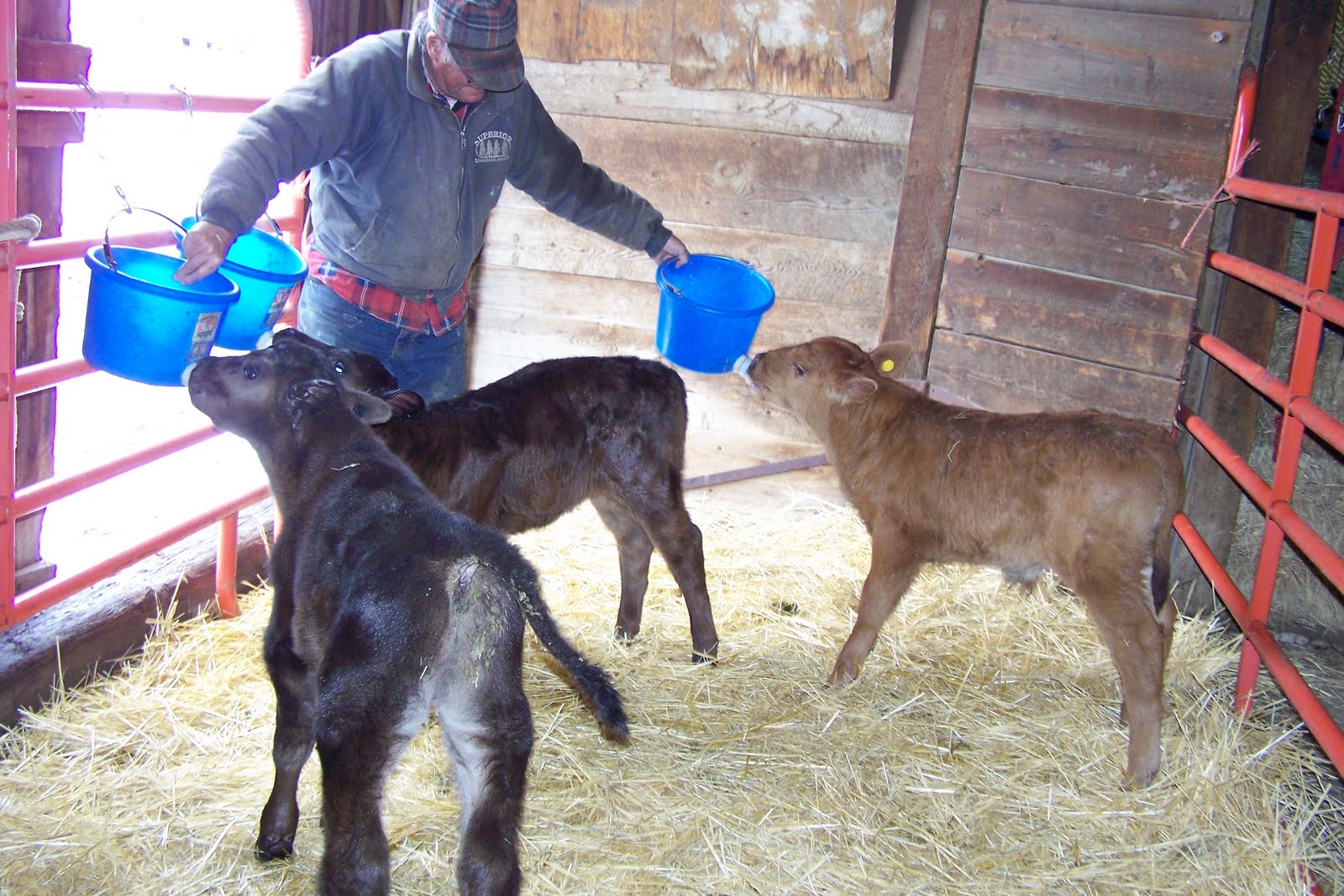 Meanwhile, Out at the Ranch Weather, Almanacs, and Bucket Calves.