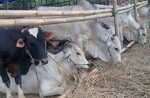 Harga Hewan Qurban Sapi Dan Kambing Terbaru 2016