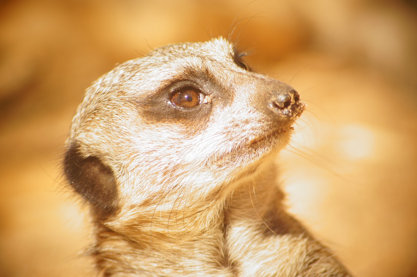meerkat free pictures for blogs