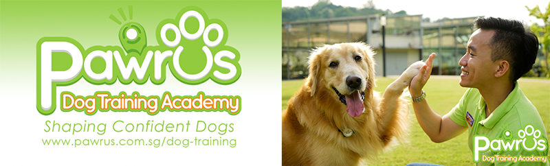 positive training for Dogs 