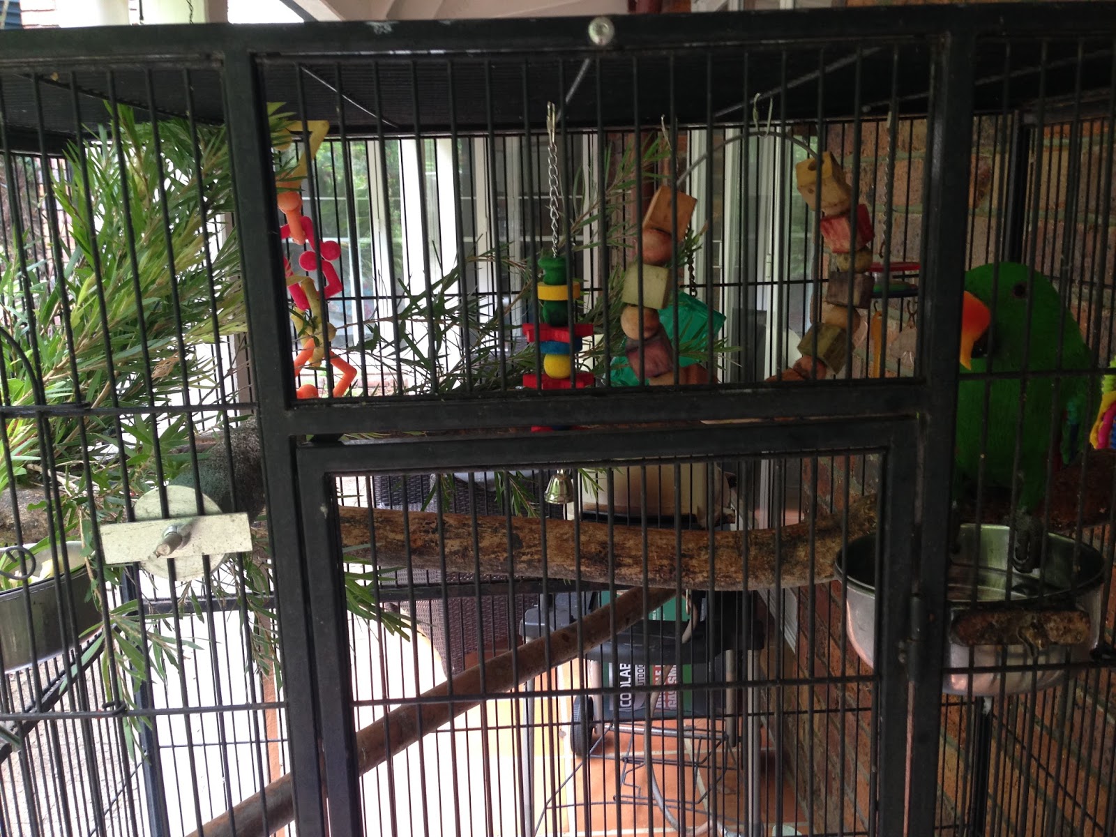 Eclectus Parrot Life Parrot Housing Cage Size and Type, Decoration